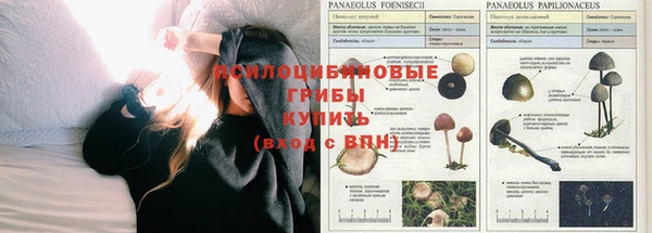 гидра Белокуриха